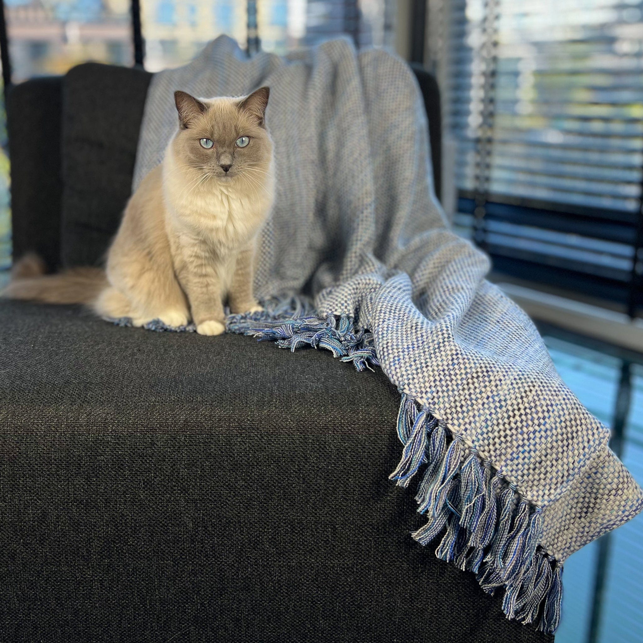 An Italian made Cashmere throw with a white weft and different shades of blue warp and with hand knotted tassels showing in front, draped on a dark grey chair with a white and grey cat with blue eyes sitting on the throw